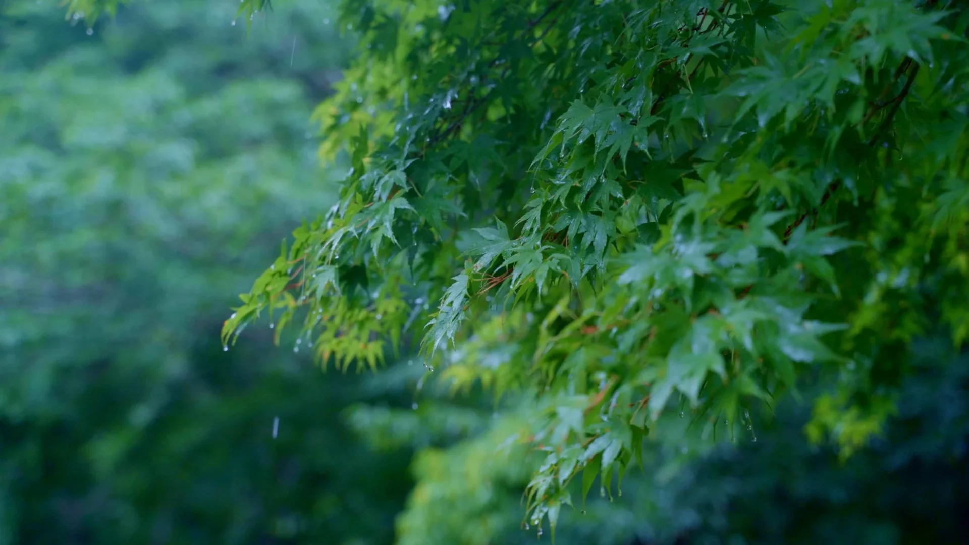 秩父多摩甲斐国立公園で録音された雨音をイメージさせる雨に濡れた紅葉の葉