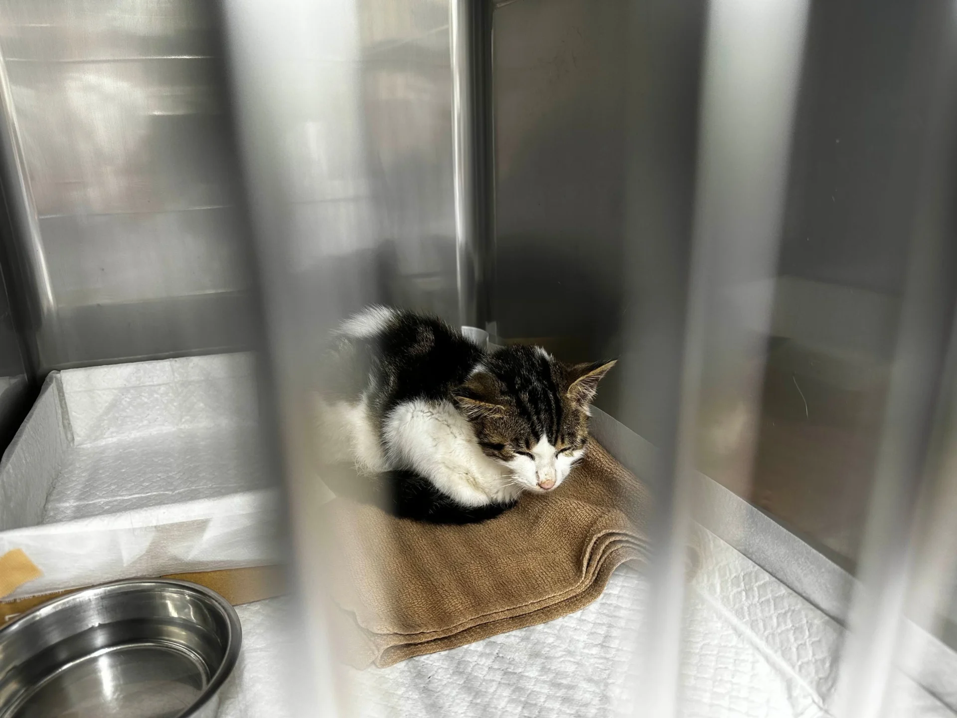 行政施設で保護されケージの中で丸まって眠る子猫の様子