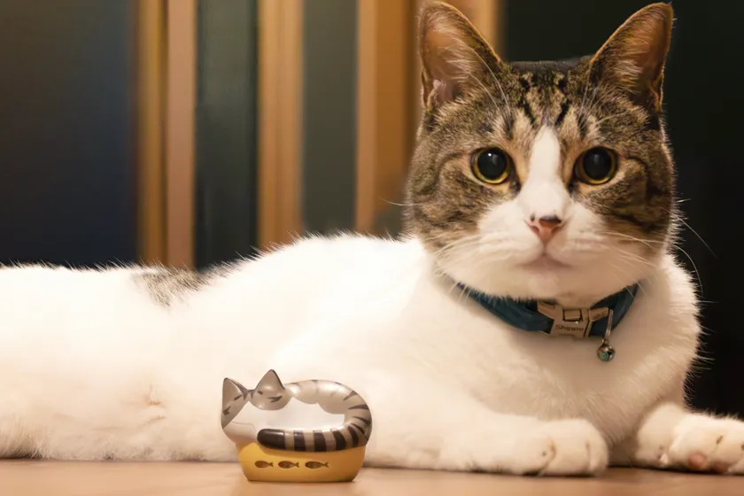 「NEKO true wireless earphones」の隣でくつろぐ猫