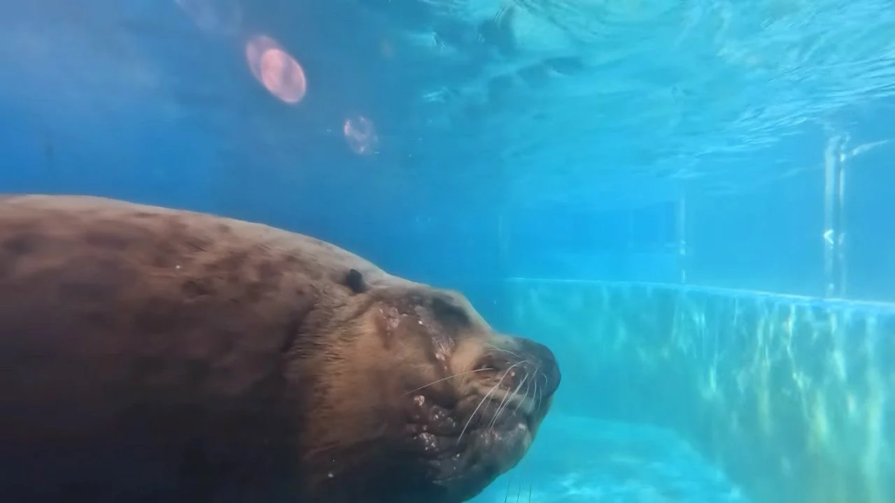 ゲーム『いつでも伊勢シーパラダイス』のプレイ画面。水中で泳ぐトドのアップで、リアルな水族館体験を表現。