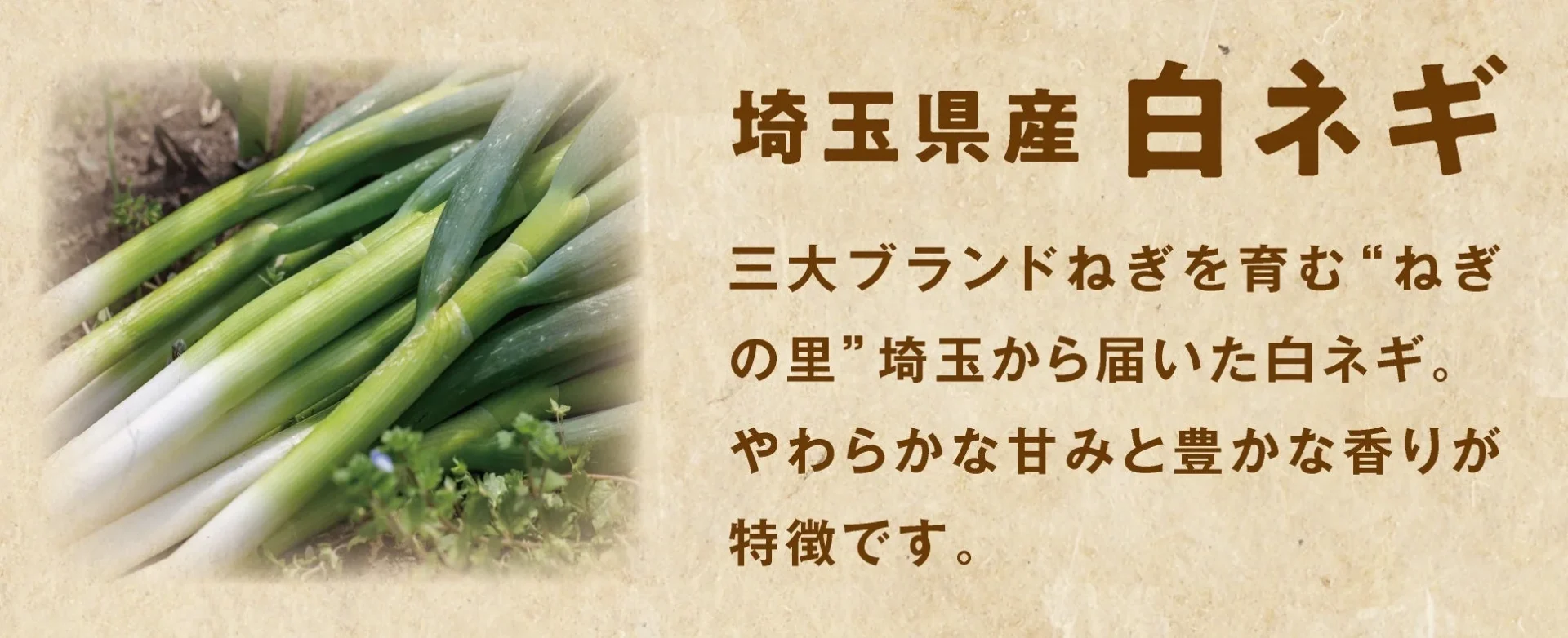 埼玉県産の新鮮な白ネギ