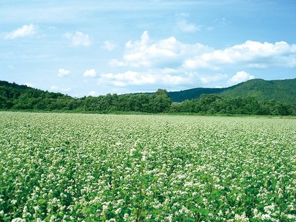 北海道幌加内町の広大なそば畑の風景