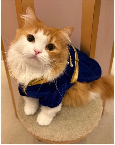 特別な衣装を着てお客様をお迎えする猫