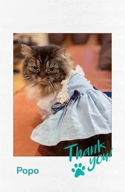 インスタントフォト風カード「Popo」のデザイン