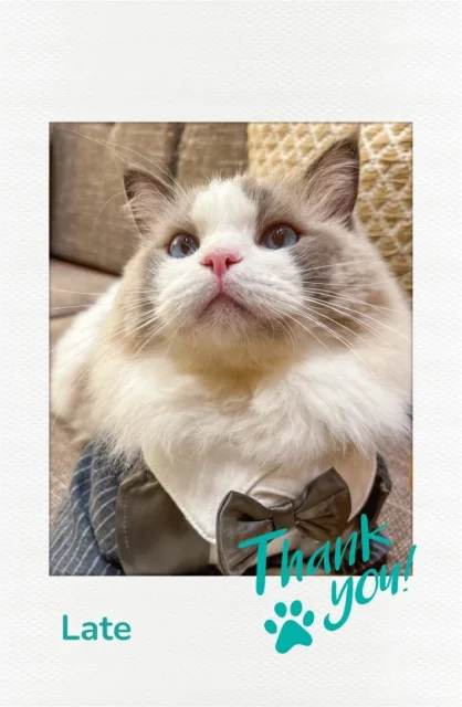 インスタントフォト風カード「Late」のデザイン