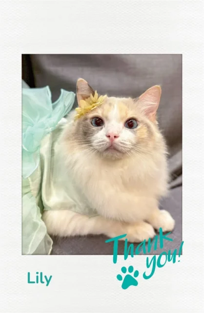 インスタントフォト風カード「Lily」のデザイン