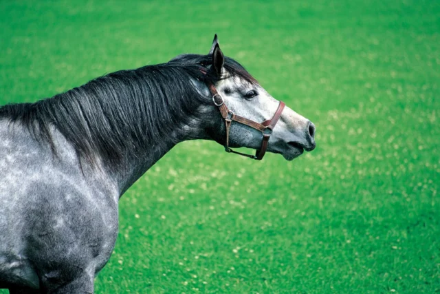 若い頃のオグリキャップが牧草地に立つ姿。