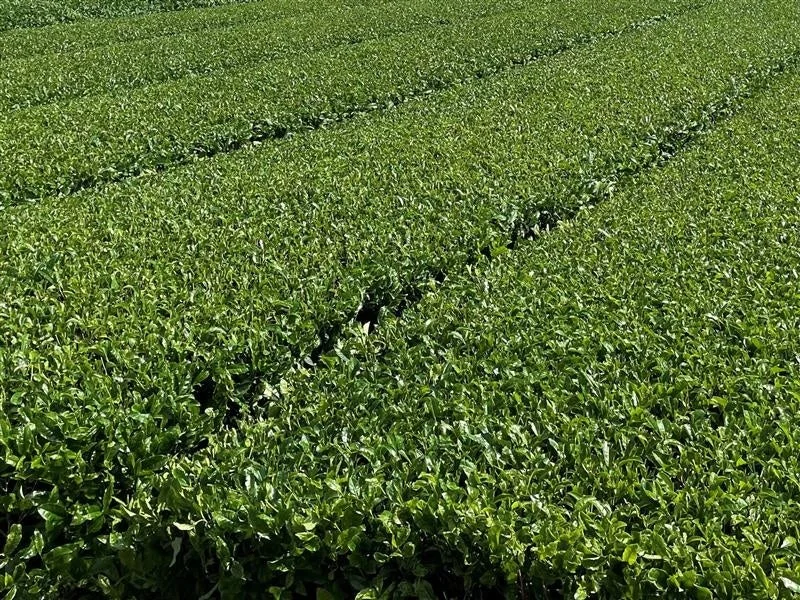 初摘み一番茶の和紅茶が栽培されている茶畑の風景