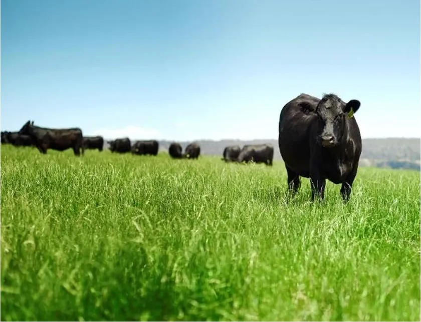 オーストラリアの広大な牧草地でのびのびと育つ牛の群れ