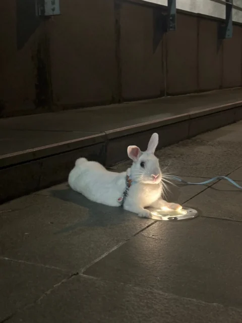 破れ紙ショットの元画像となるうさぎの写真