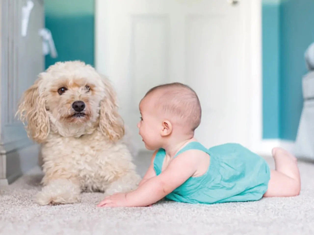 赤ちゃんがペットの犬を見守る見守りカメラの活用シーン