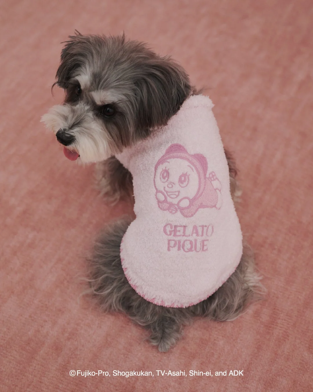 ドラミのベビモコプルオーバーを着たシュナウザー