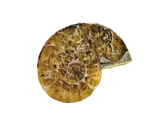 『学研の科学 恐竜化石発掘キット』に付属する本物のアンモナイト化石。