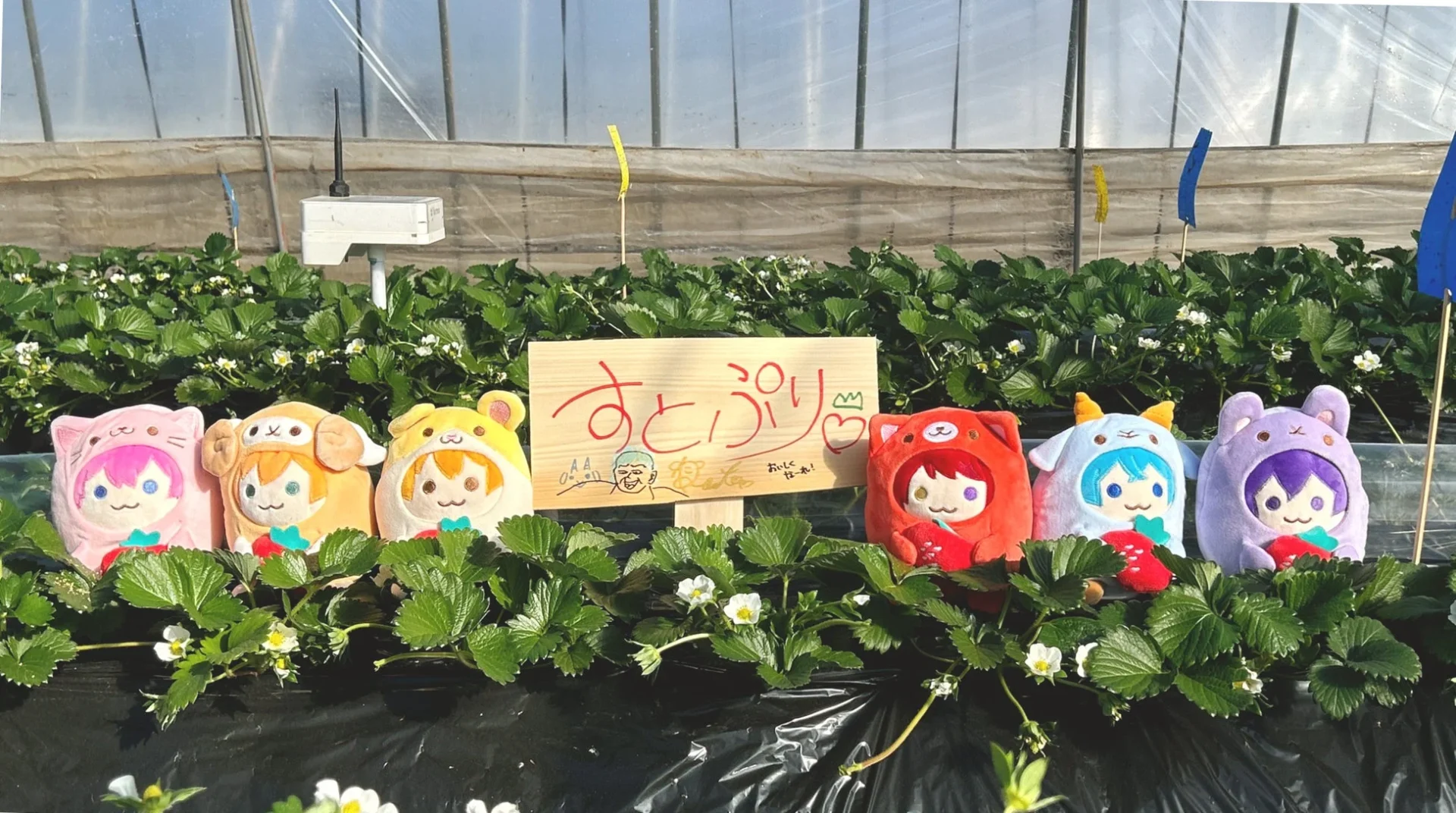 「すとぷり」と書かれた木製看板と、苺畑に並べられたすとぷりのぬいぐるみ