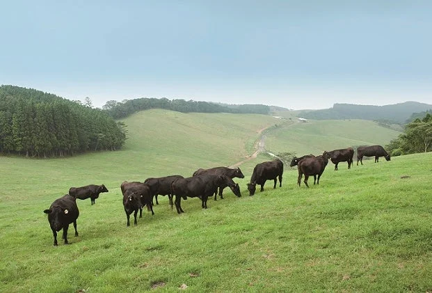 緑豊かな牧場で放牧される牛の群れ