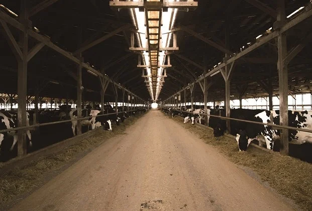 清潔な牛舎で飼育される牛たち