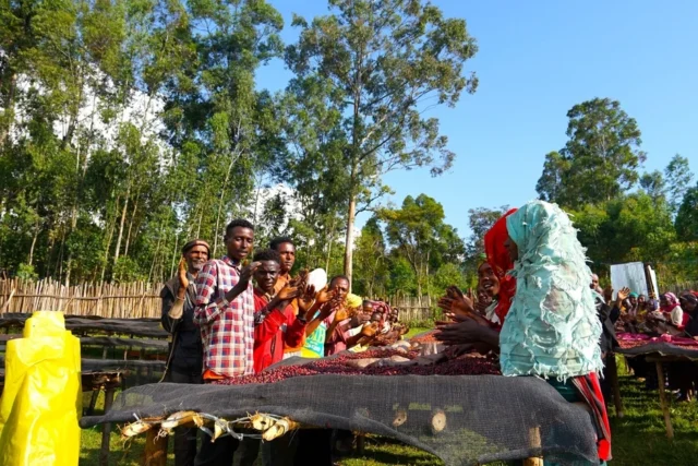 エチオピアのコーヒー生産地で働く人々