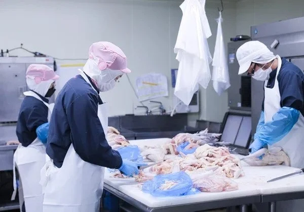鳥重商店の工場で衛生的に鶏肉を加工するスタッフ