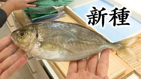 手に持たれた「新種」の養殖魚「夢あじ」