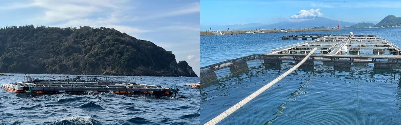 千葉県富浦湾と静岡県内浦湾にある「夢あじ」の養殖場
