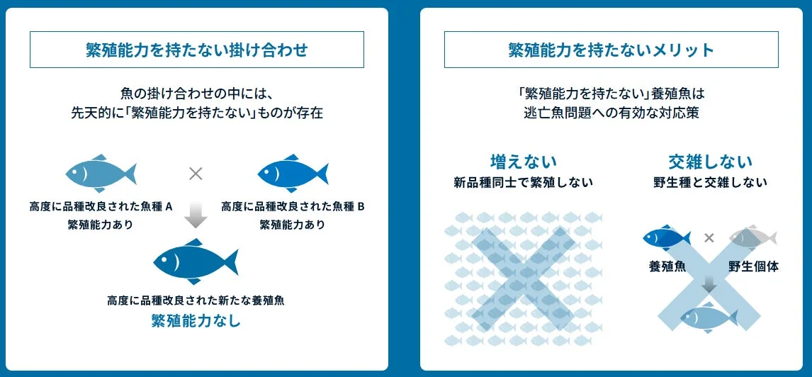 「夢あじ」が繁殖能力を持たない一代限りの養殖魚であることのメリットを説明する図