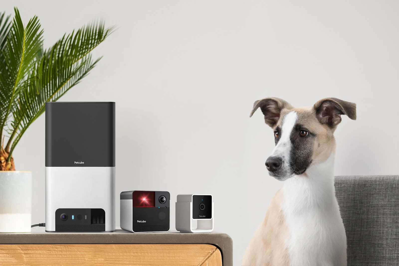 PetcubeのCam、Play 2、Bites 2 Liteと犬が写るメインビジュアル