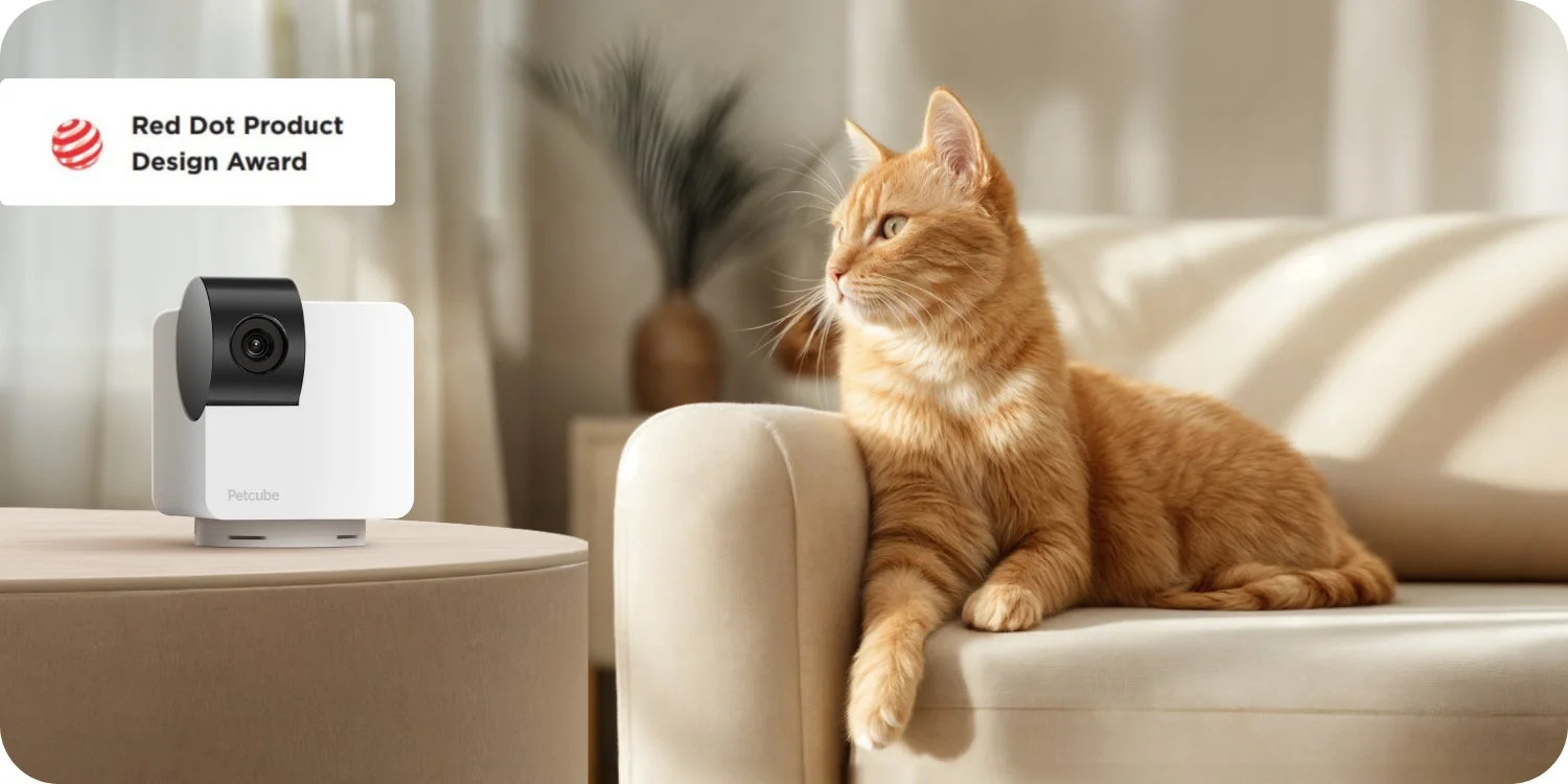 リビングに置かれたPetcube Cam 360とソファでくつろぐ猫