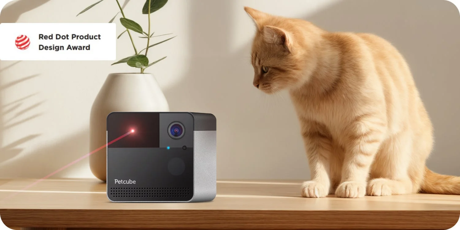 Petcube Play 2のレーザーで遊ぶ猫