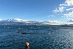 地中海の本鮪養殖場