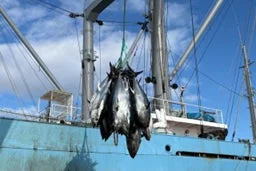 本鮪の取り上げと加工船への移動作業